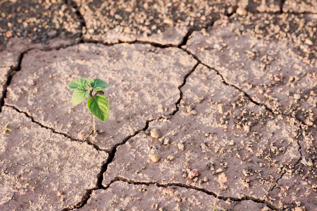 Green plant growing out of cracks in the earth